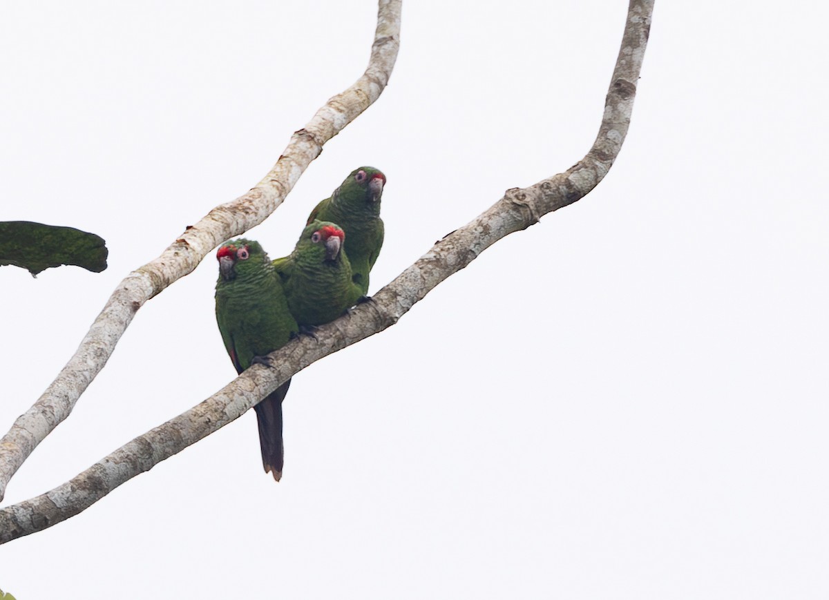 ecuadorparakitt - ML641848100