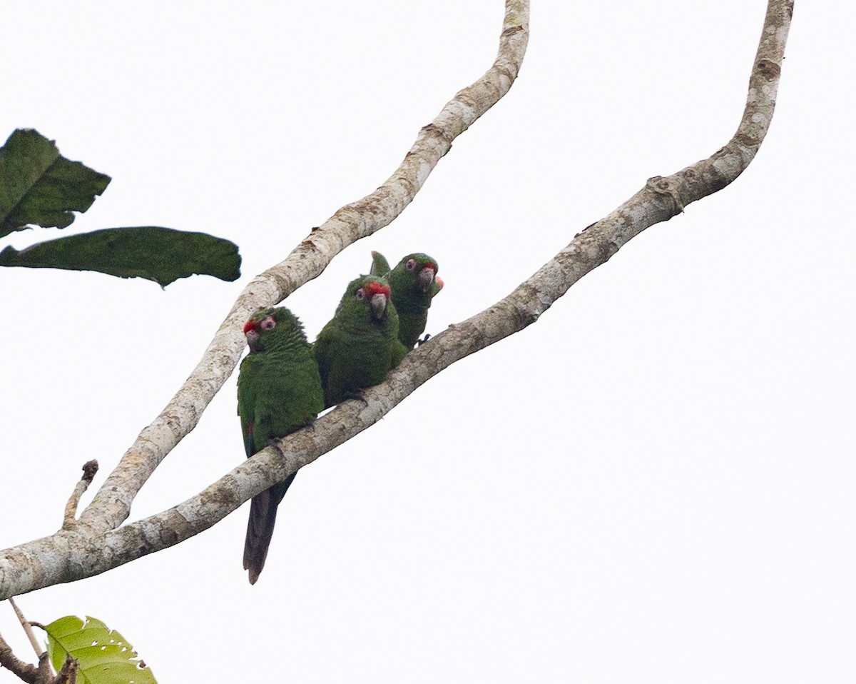 ecuadorparakitt - ML641848101