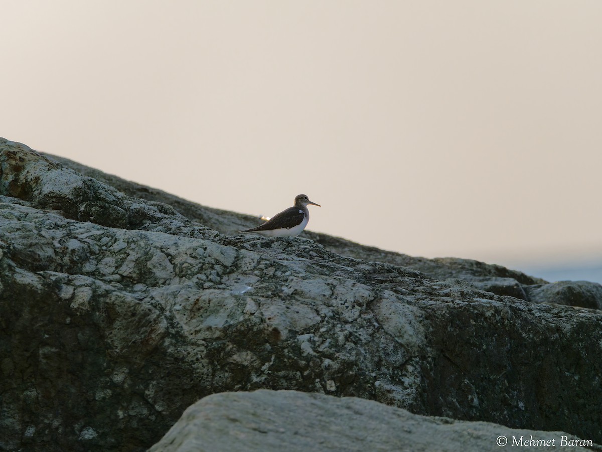 Common Sandpiper - ML641848104