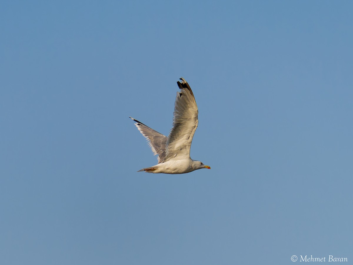Yellow-legged Gull - ML641848106
