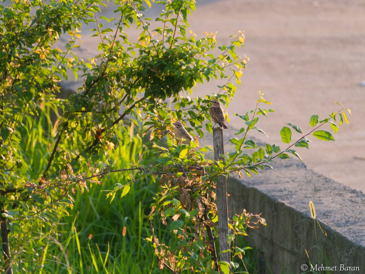 Whinchat - ML641848124
