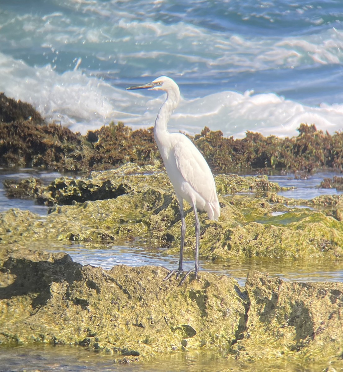 Reddish Egret - ML641848129
