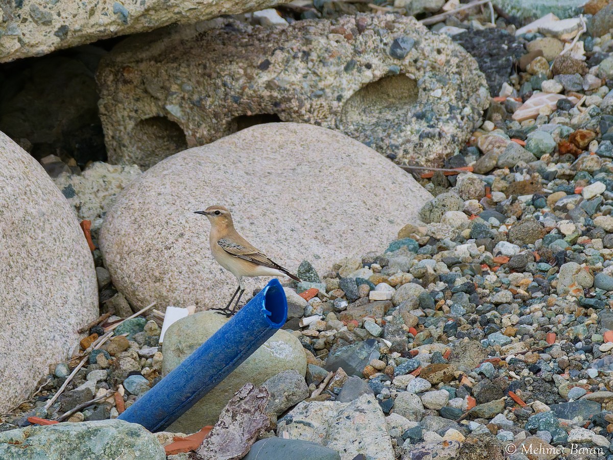 Northern Wheatear - ML641848131