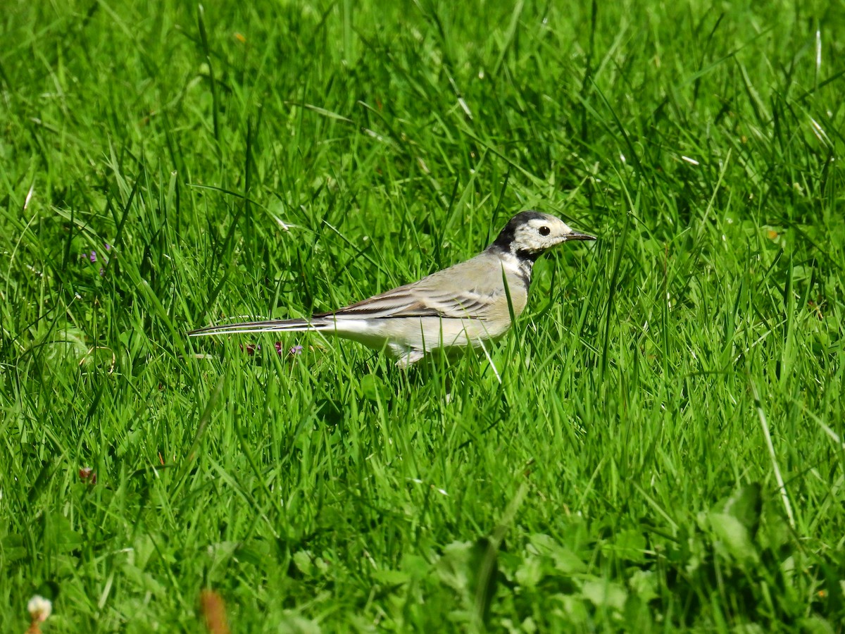 White Wagtail - ML641848136