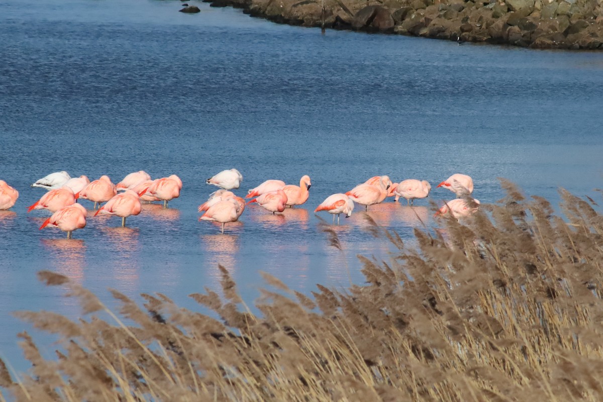 Chilean Flamingo - ML641848137