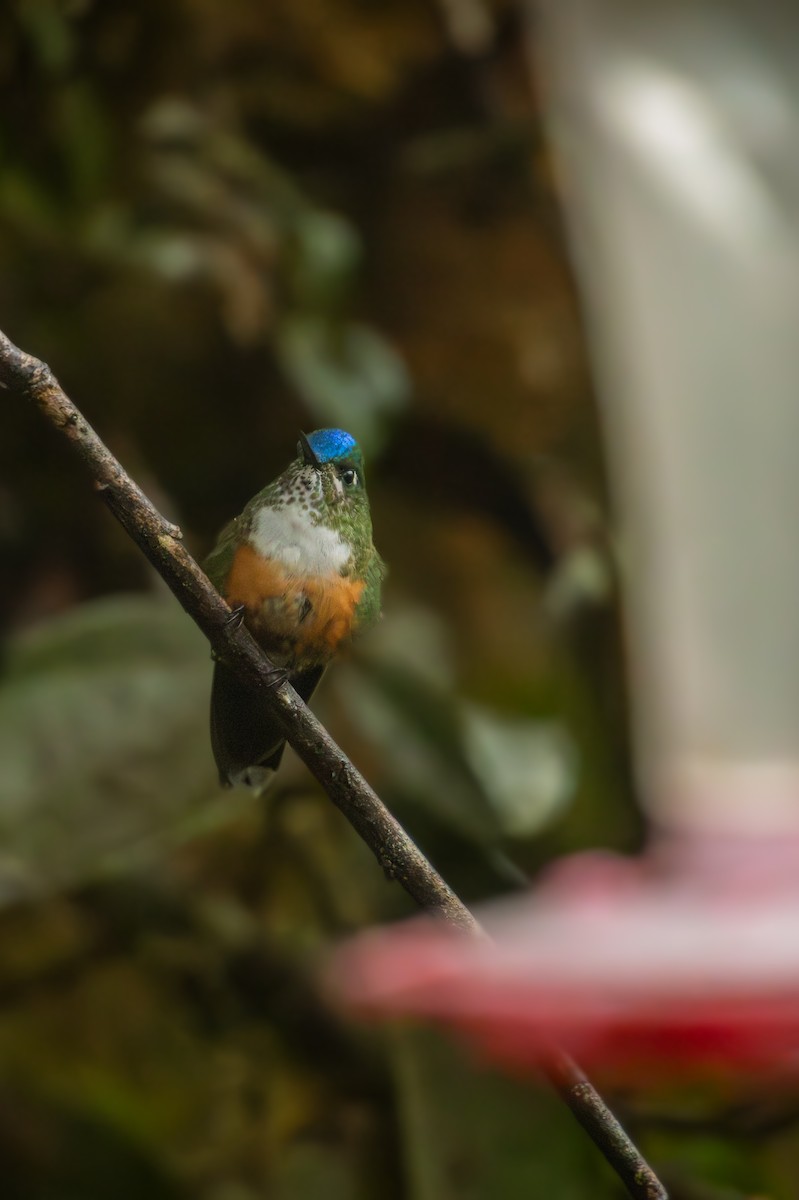 Violet-tailed Sylph - ML641848143
