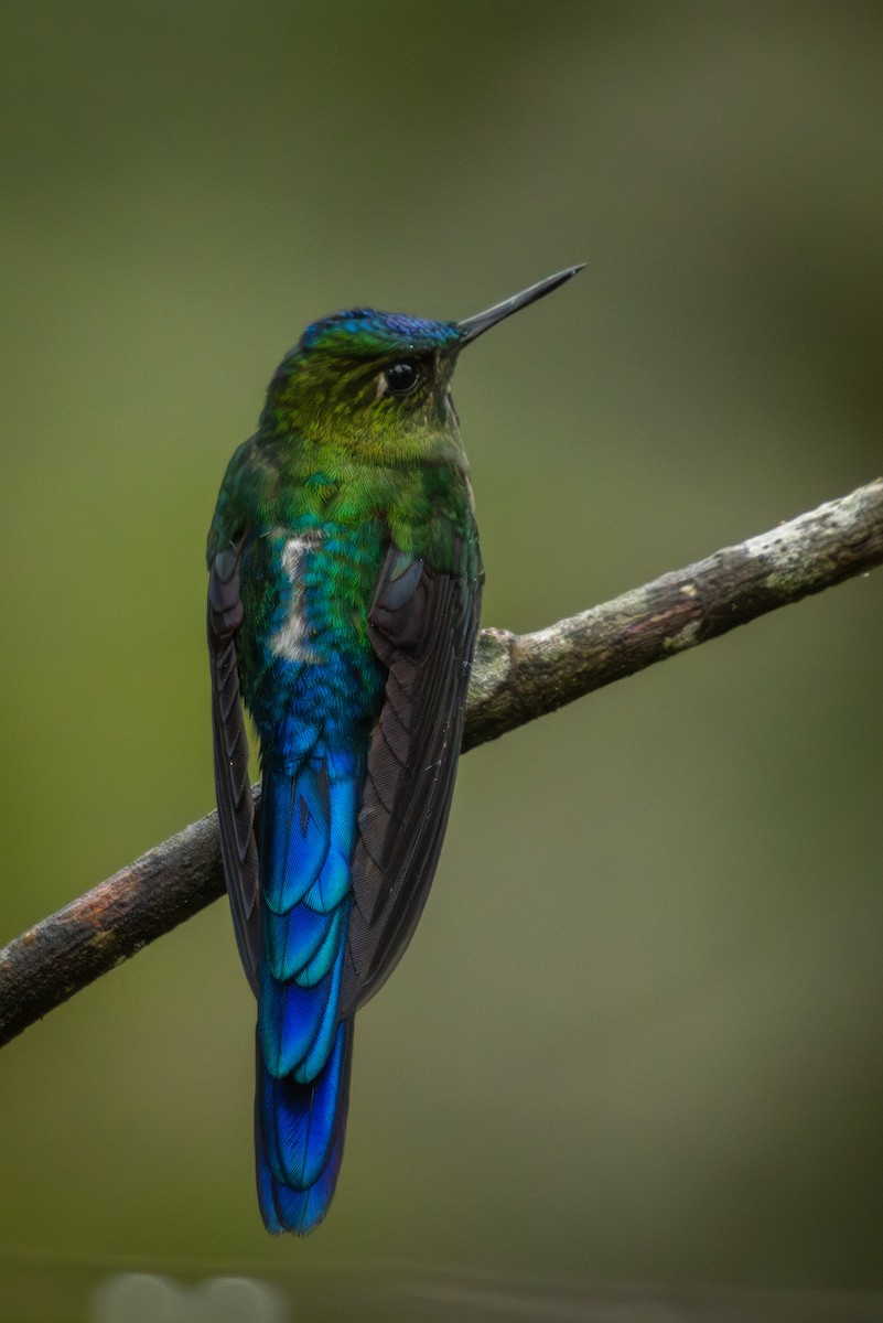Violet-tailed Sylph - ML641848145