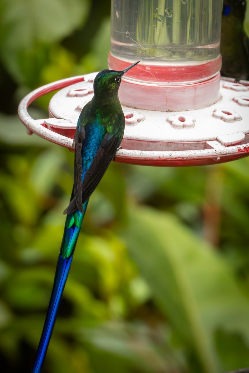Violet-tailed Sylph - ML641848146