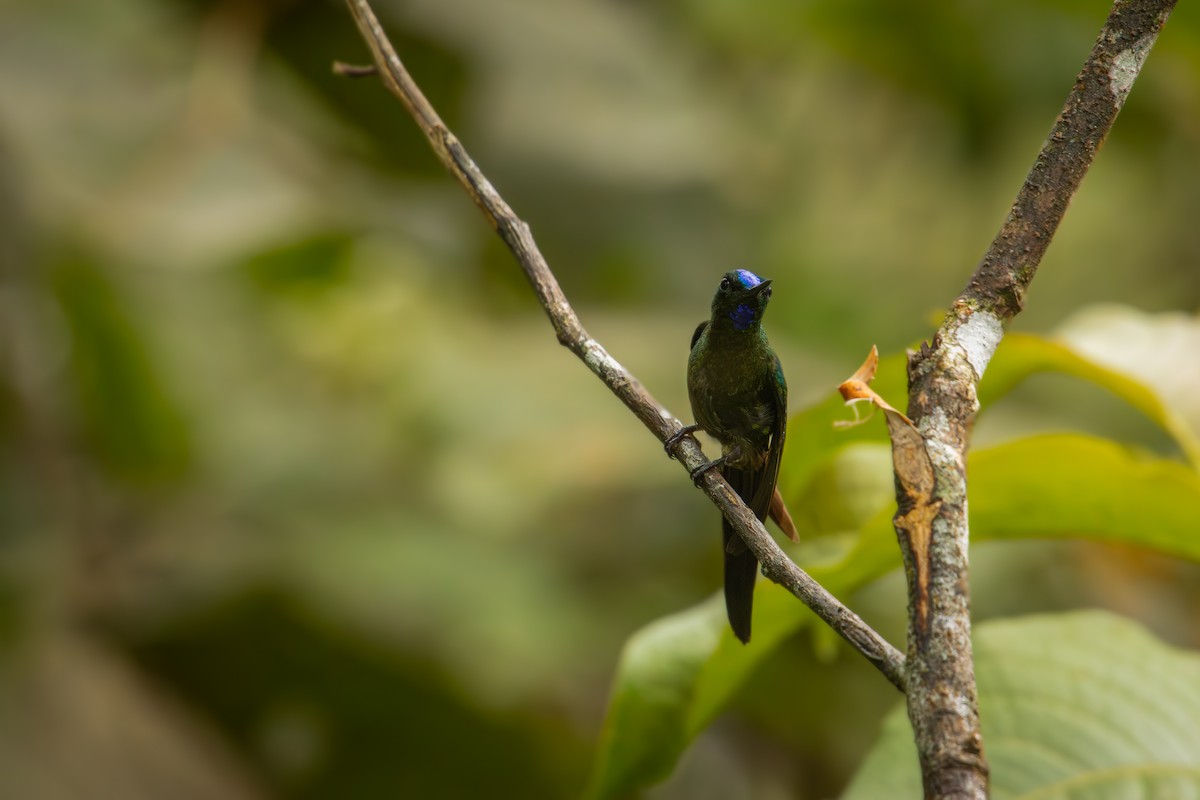Violet-tailed Sylph - ML641848147