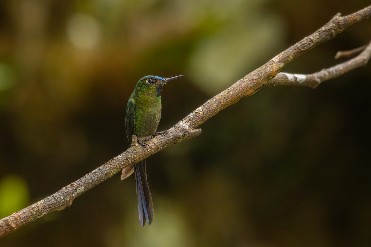 Violet-tailed Sylph - ML641848148