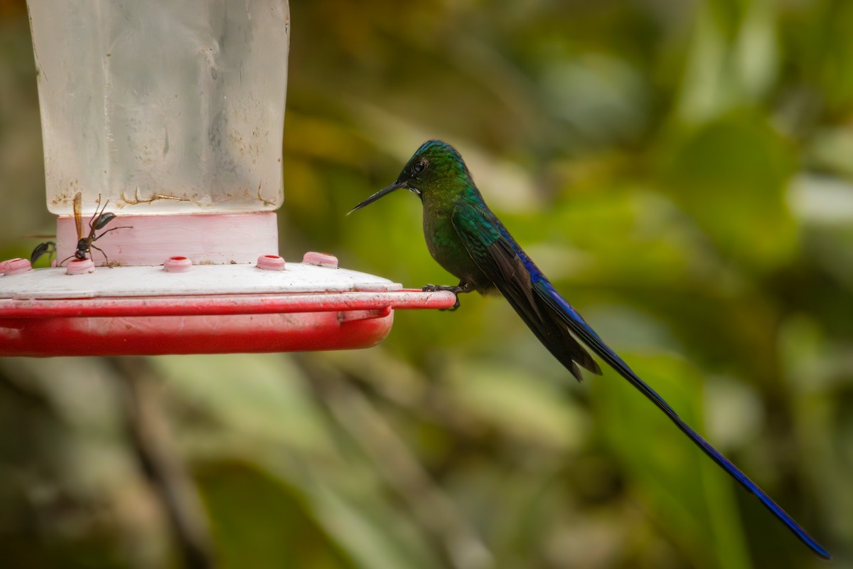 Violet-tailed Sylph - ML641848149