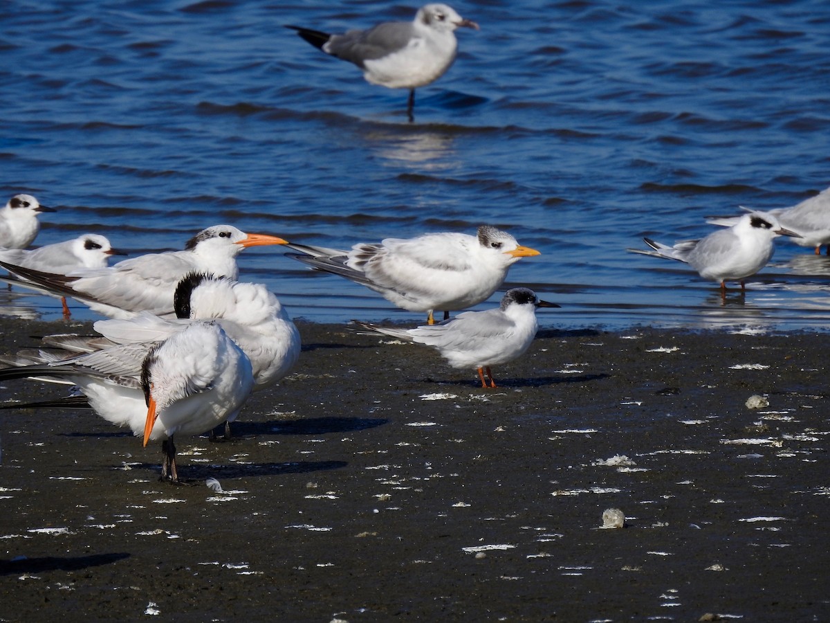 Royal Tern - ML641848155