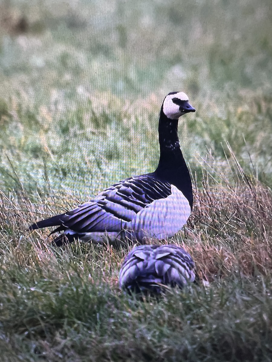 Barnacle Goose - ML641848158