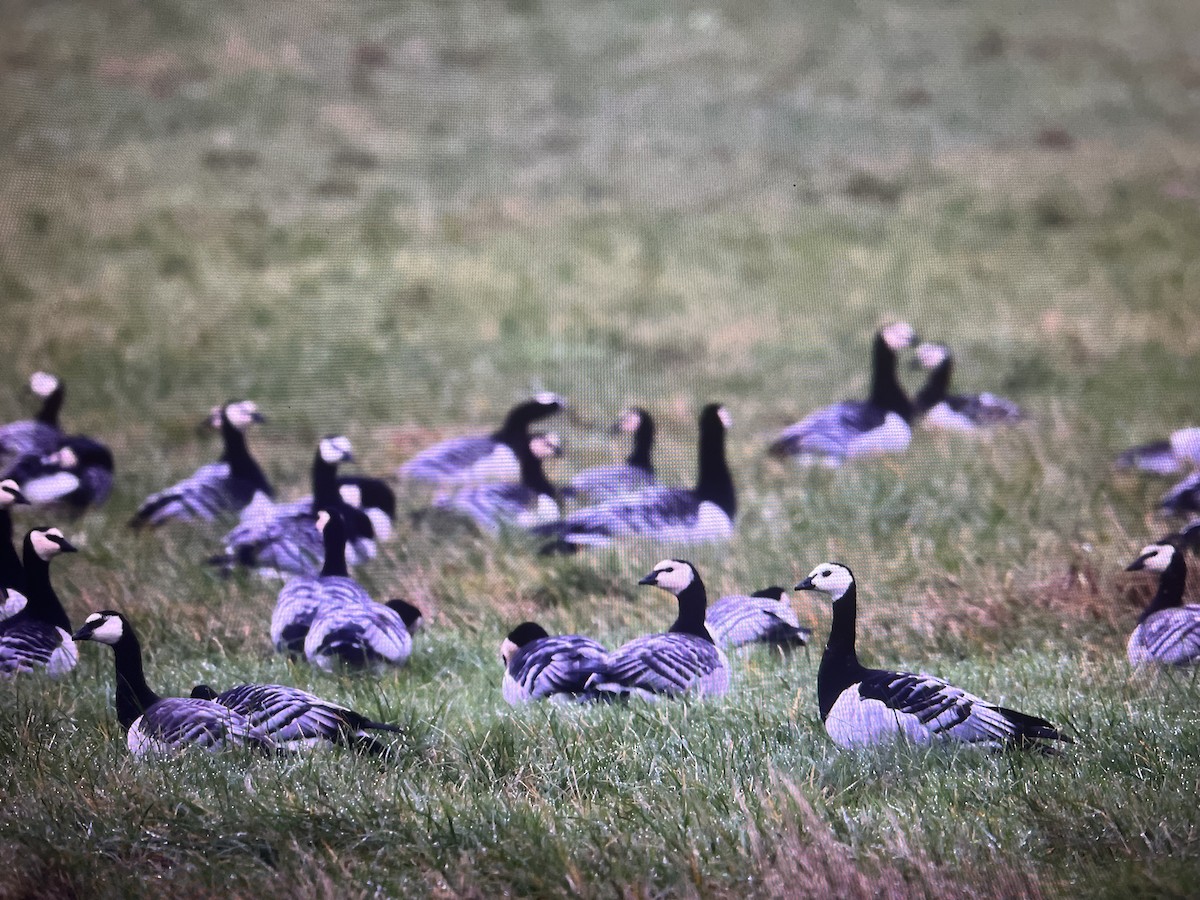 Barnacle Goose - ML641848159