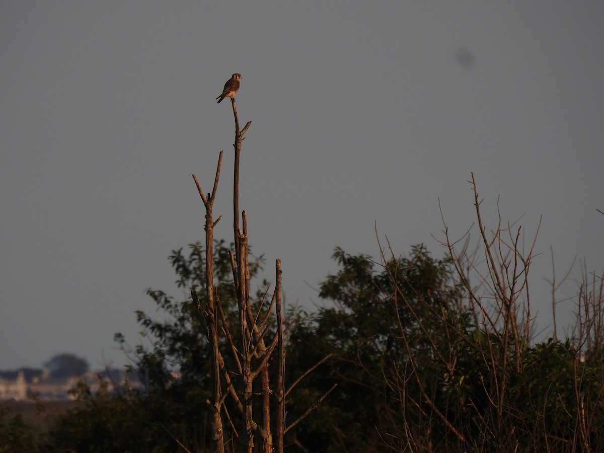 American Kestrel - ML641848162