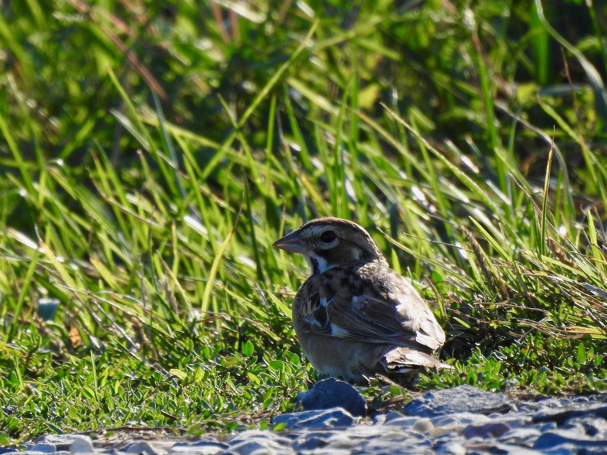 Lark Sparrow - ML641848176