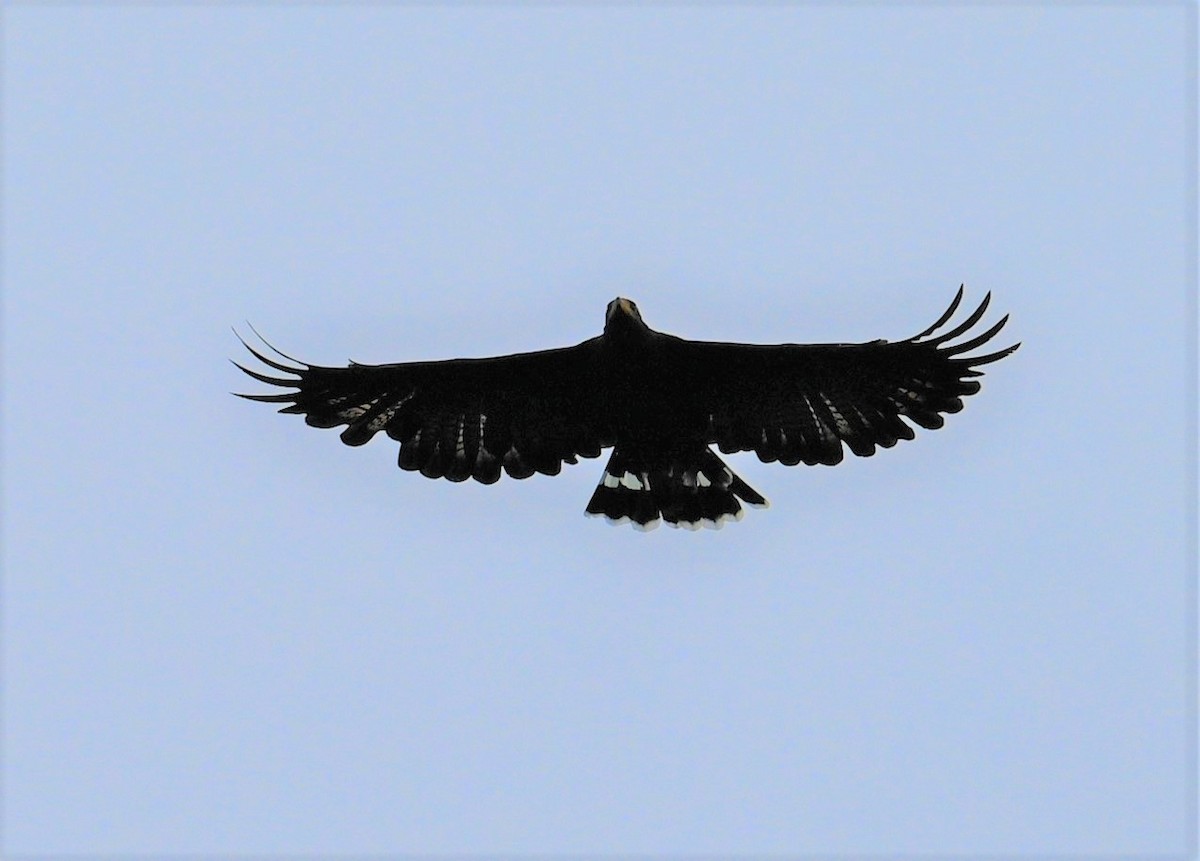 Common Black Hawk - ML641848177