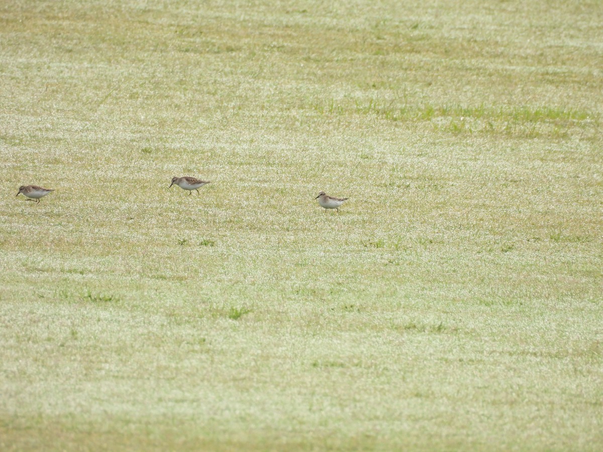 Least Sandpiper - ML641848187