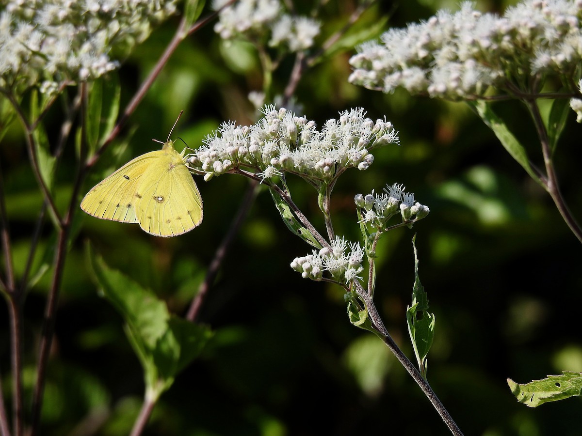 Clouded Sulphur - ML641848200