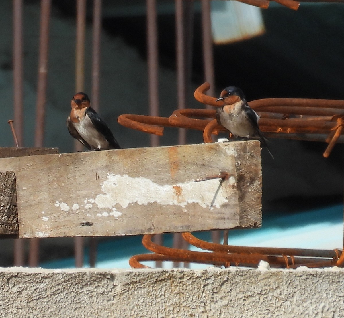 Pacific Swallow - ML641848212