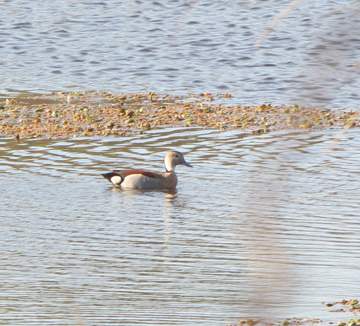 Ringed Teal - ML641848220