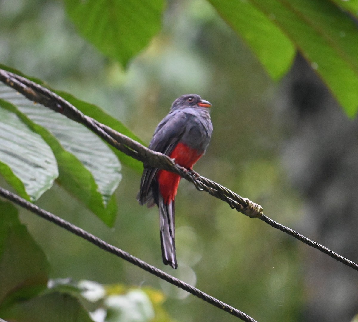 Slaty-tailed Trogon - ML641848223