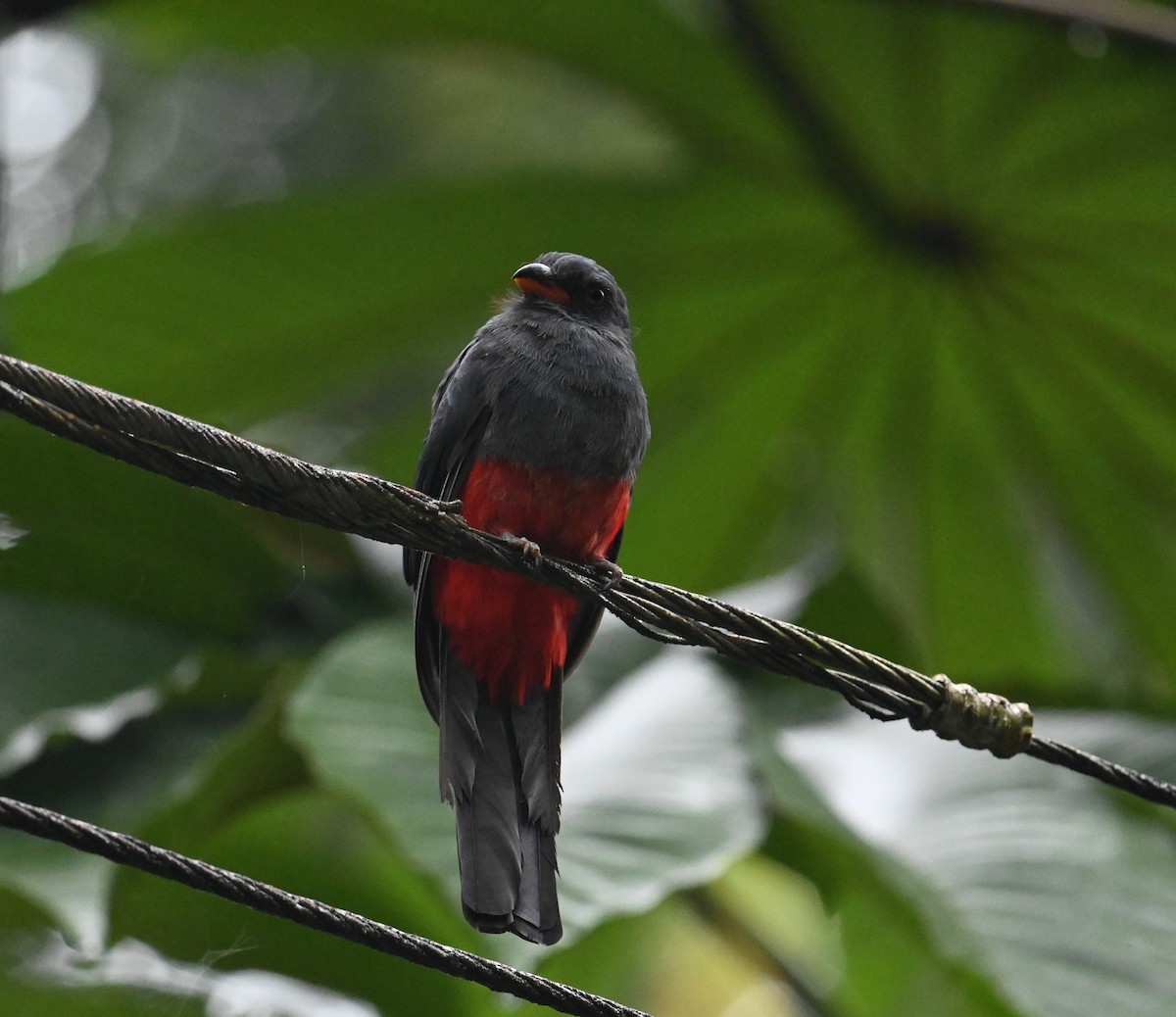 Slaty-tailed Trogon - ML641848224
