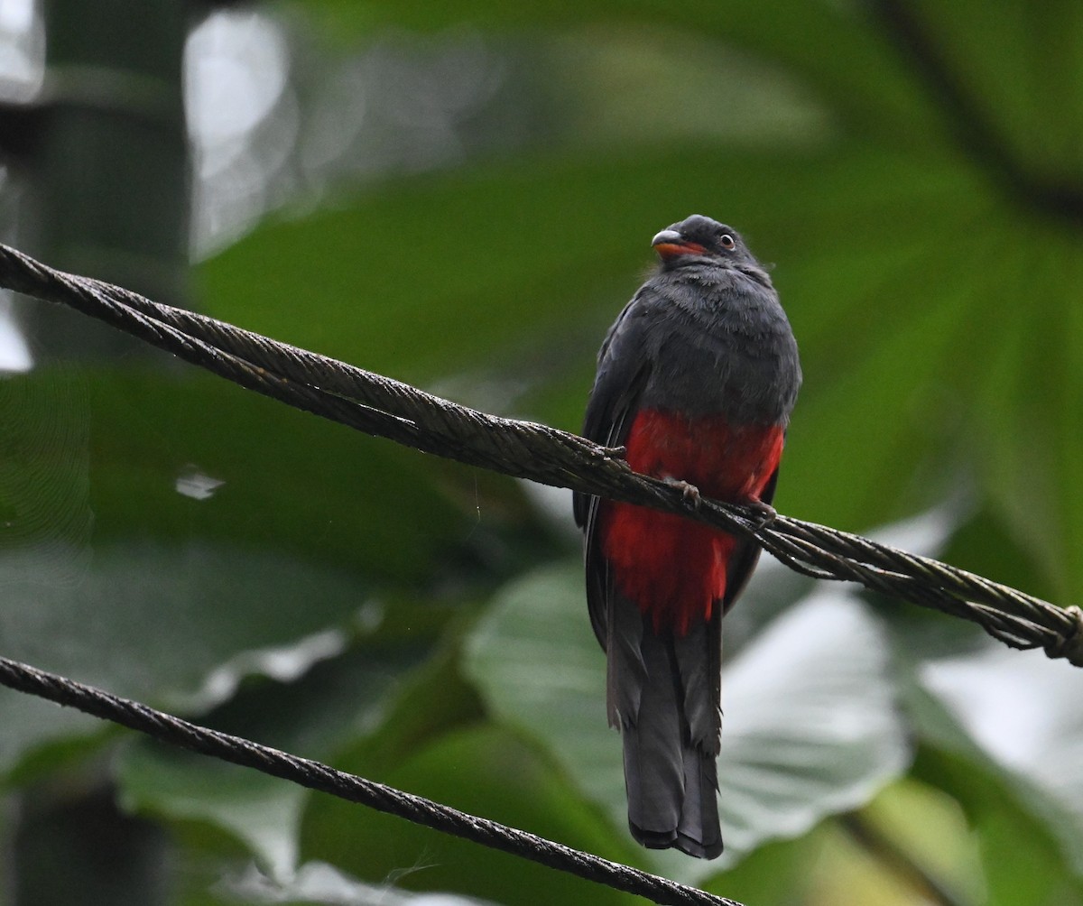 Slaty-tailed Trogon - ML641848225