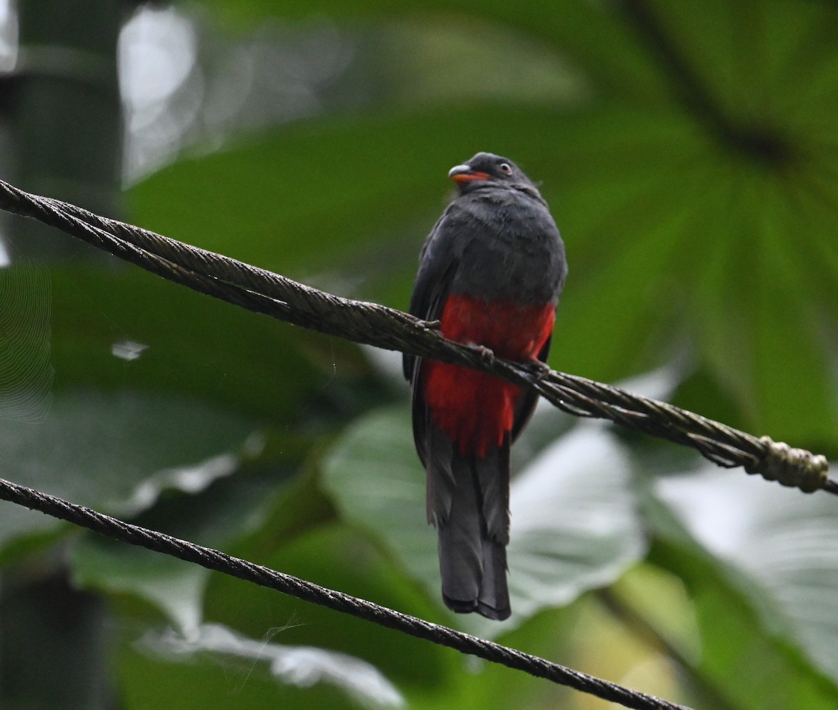 Slaty-tailed Trogon - ML641848226