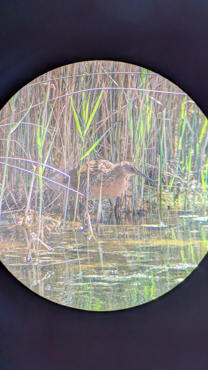 King Rail - ML641848236