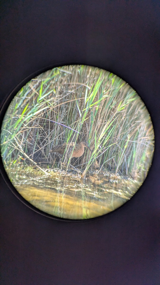 King Rail - ML641848237