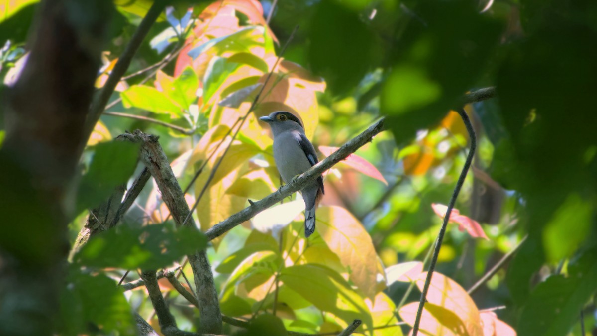 Gray-lored Broadbill - ML641848240