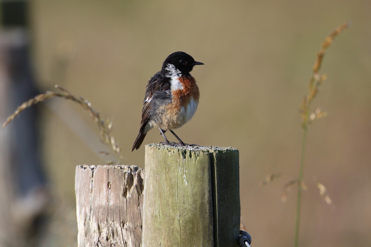 European Stonechat - ML641848243