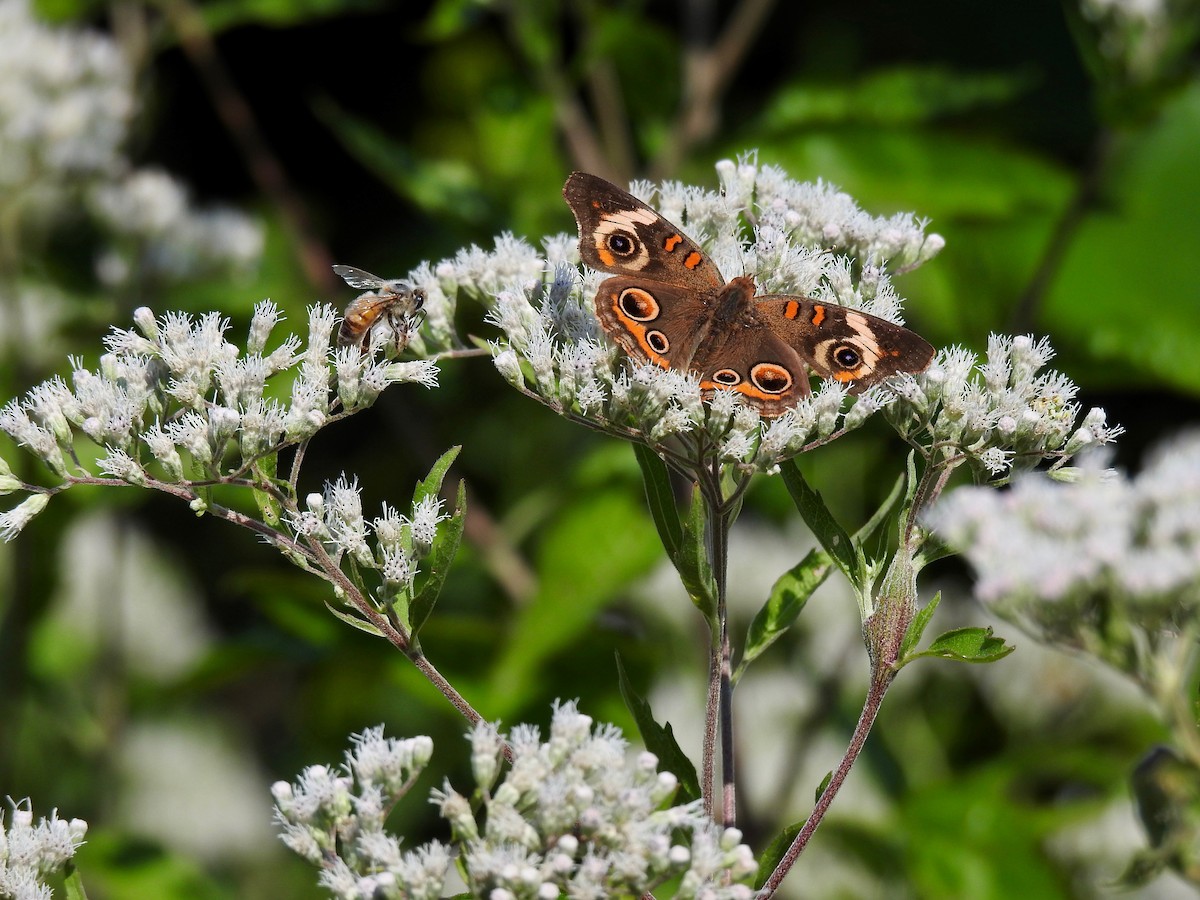 Common Buckeye - ML641848244