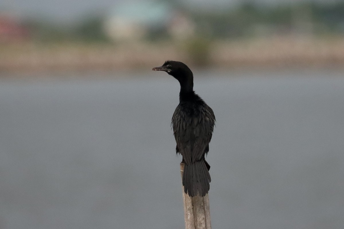 Little Cormorant - ML641848263