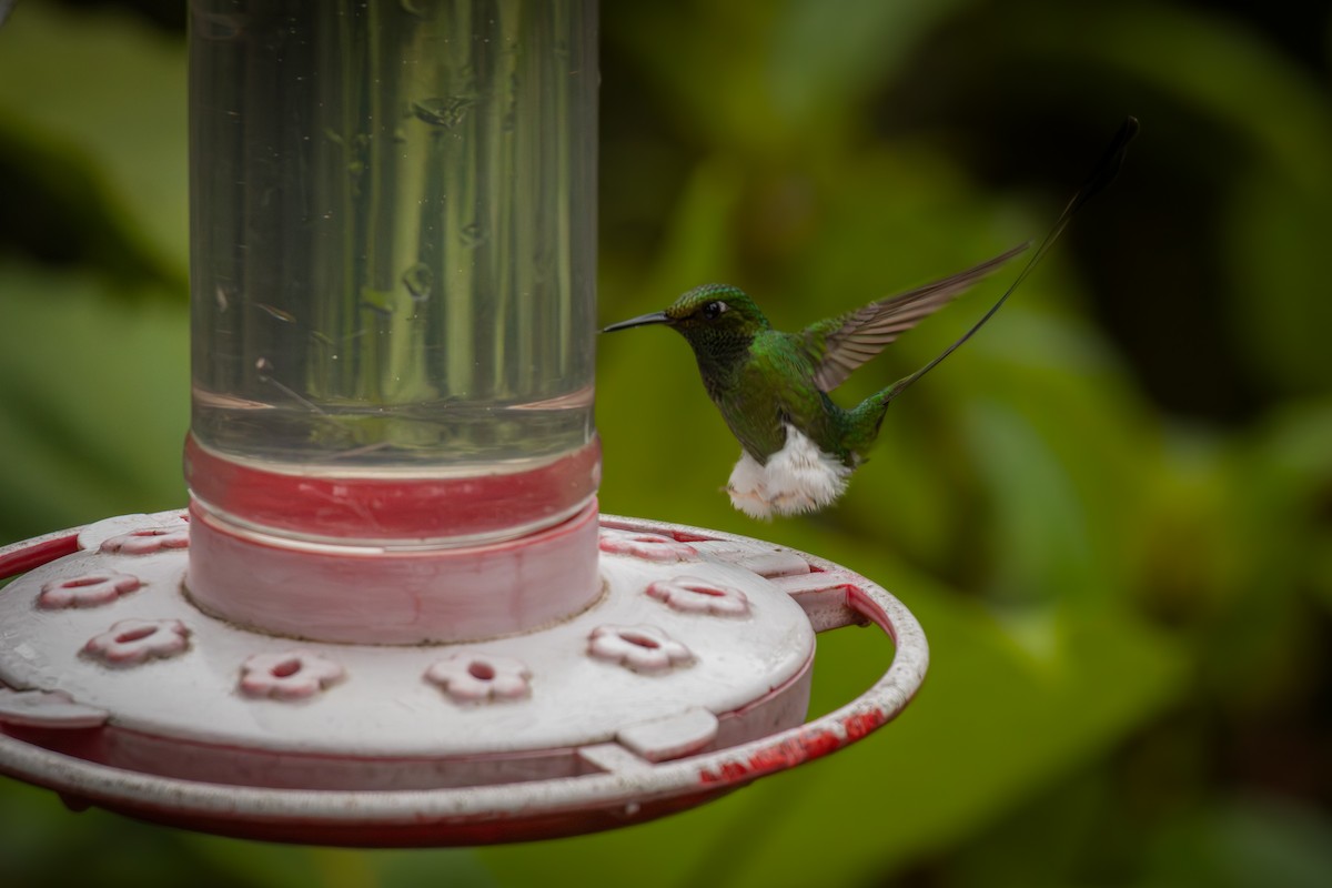 White-booted Racket-tail - ML641848269