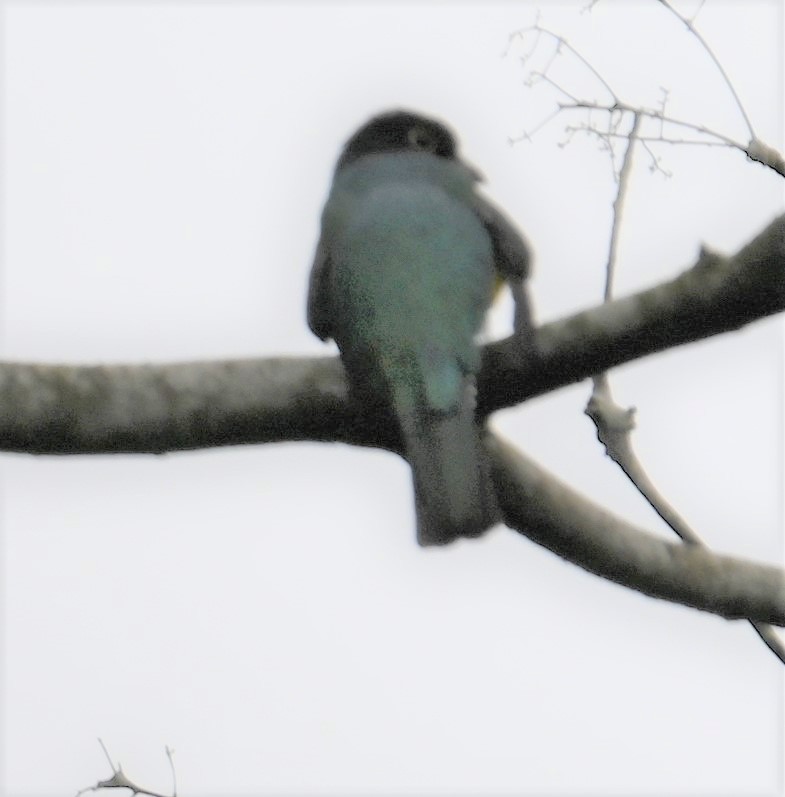 Gartered Trogon - ML641848272