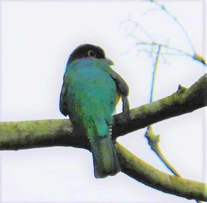 Gartered Trogon - ML641848273
