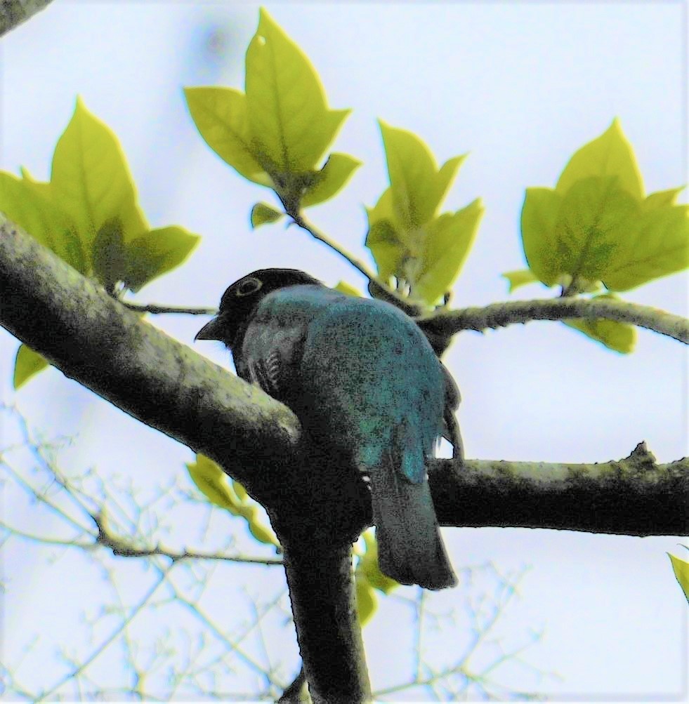 Gartered Trogon - ML641848274