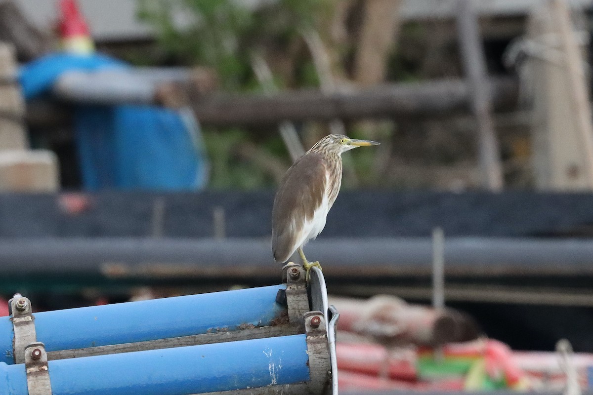 Javan Pond-Heron - ML641848280