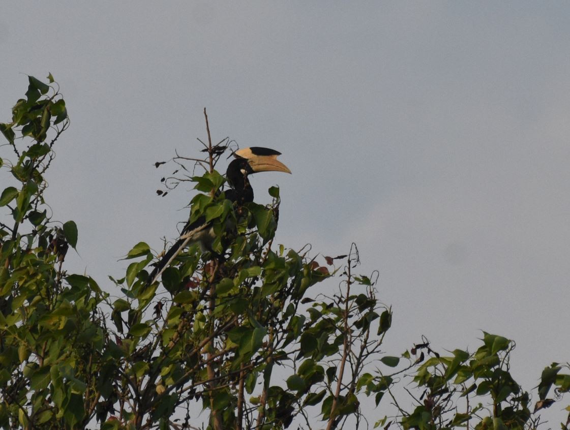 Malabar Pied-Hornbill - ML641848300