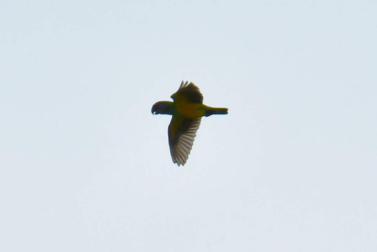 Senegal Parrot - ML641848301