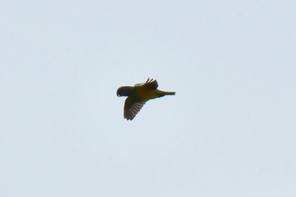 Senegal Parrot - ML641848302