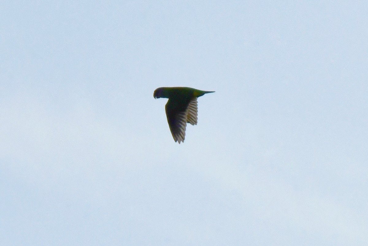 Senegal Parrot - ML641848303