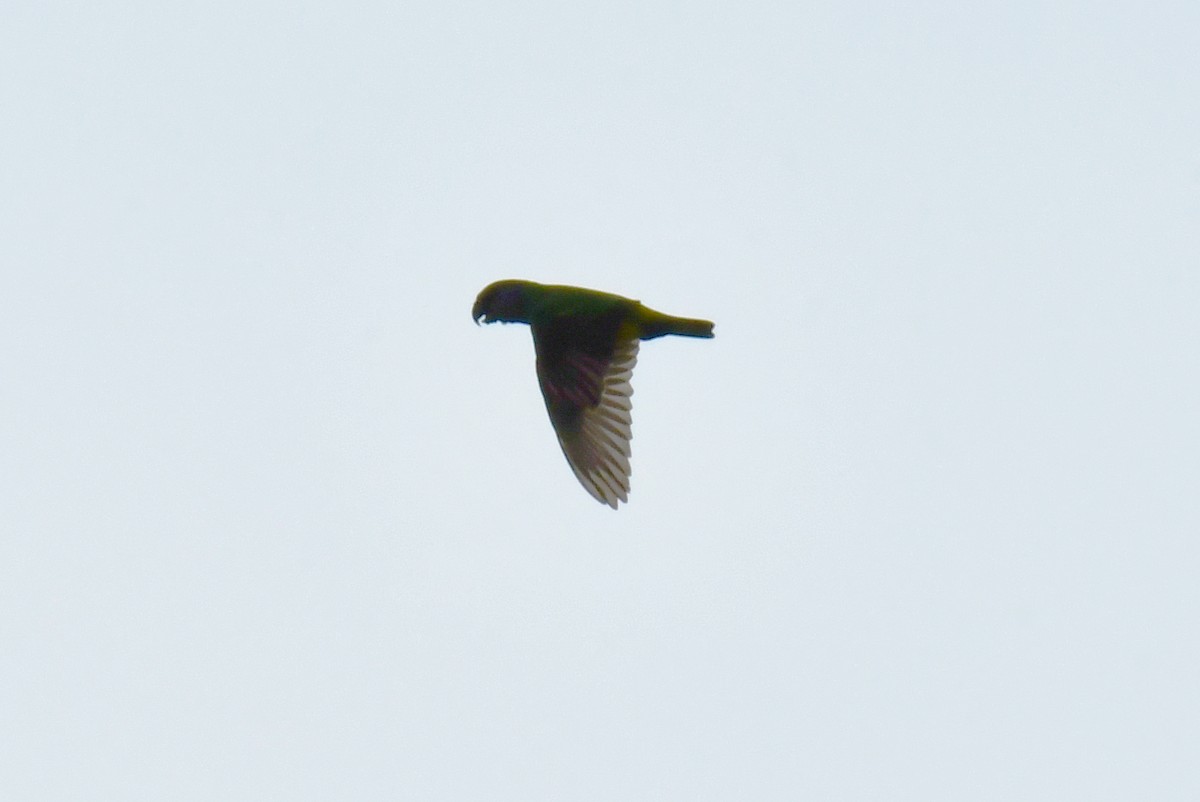 Senegal Parrot - ML641848304