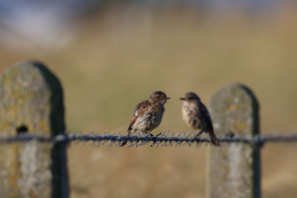 European Stonechat - ML641848310