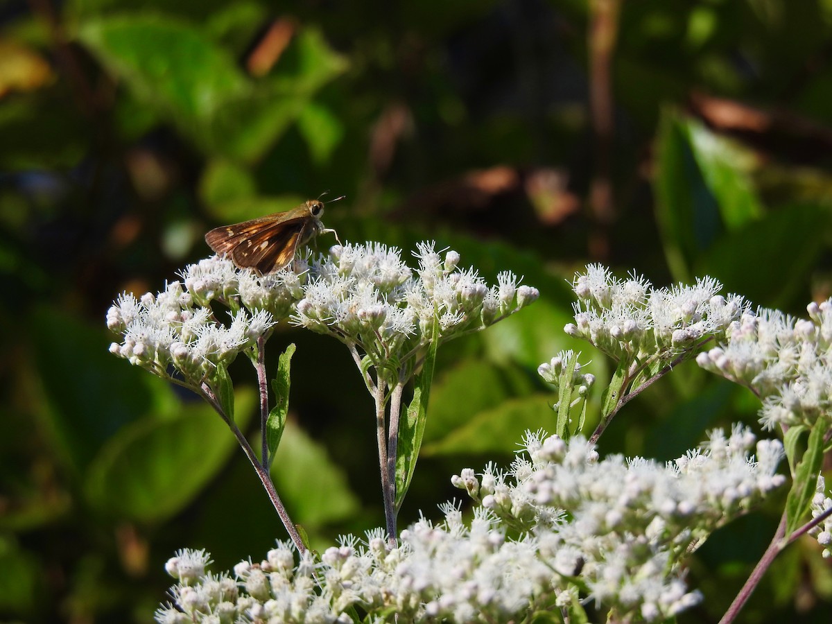 Huron Sachem - ML641848335