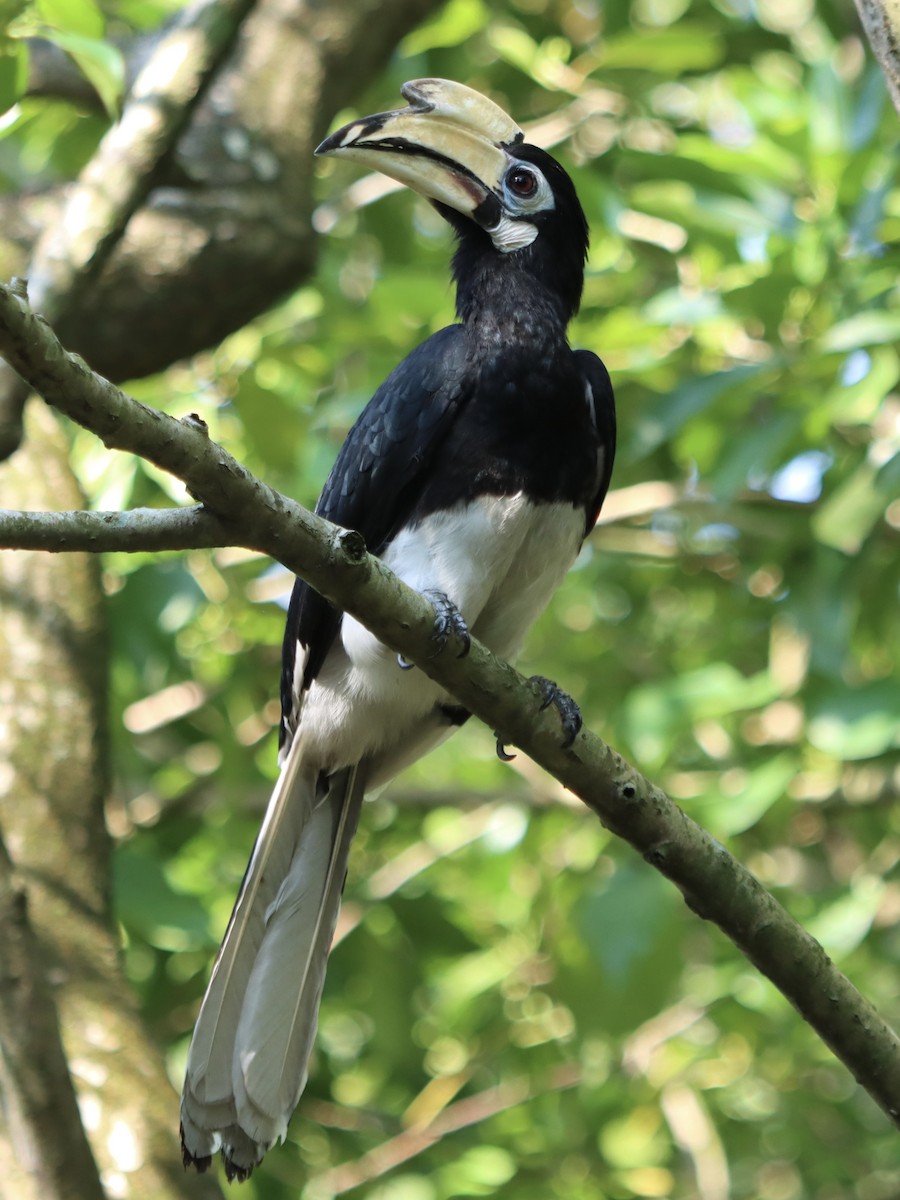 Oriental Pied-Hornbill - ML641848336