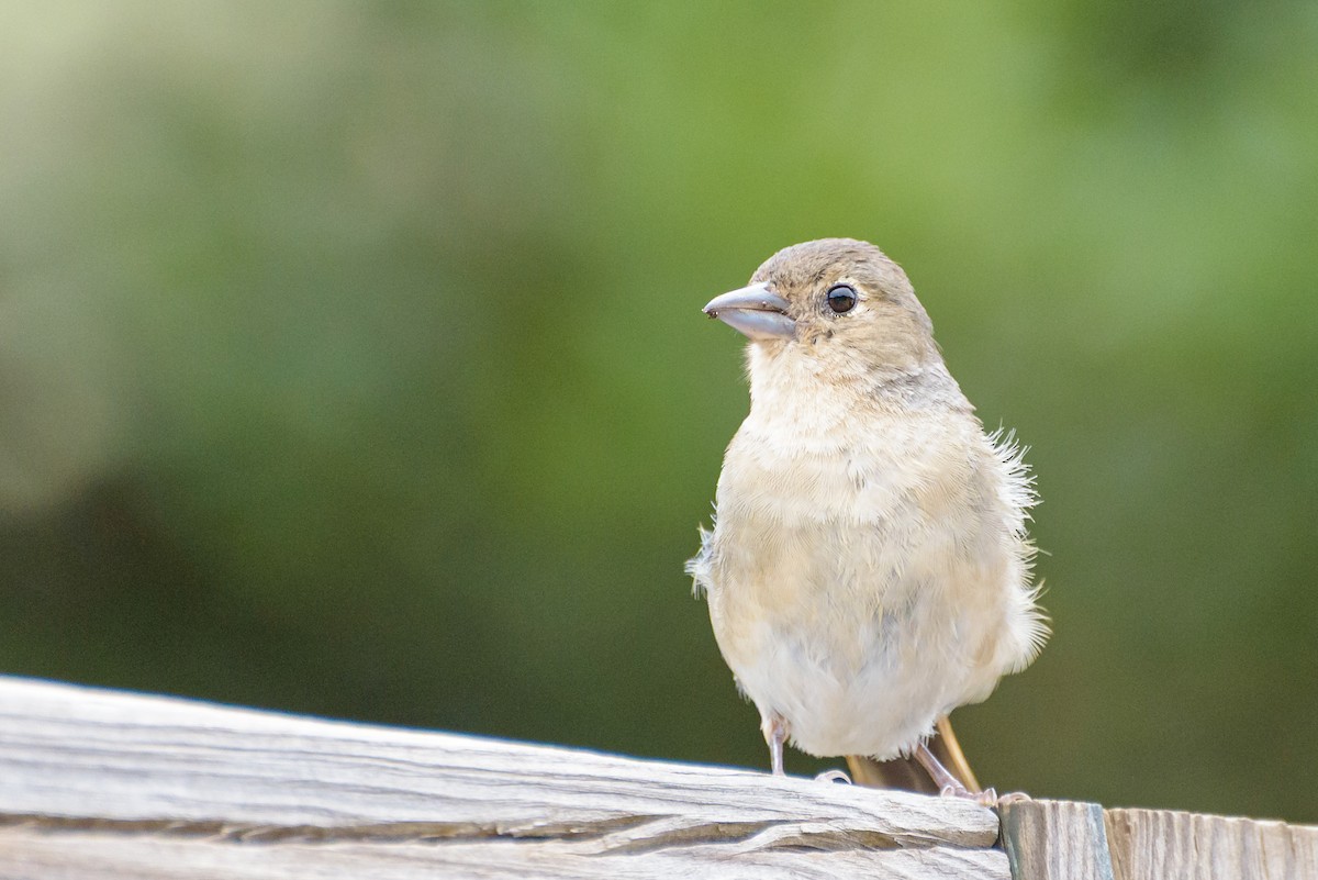 Canary Islands Chaffinch (Canary Is.) - ML641848377