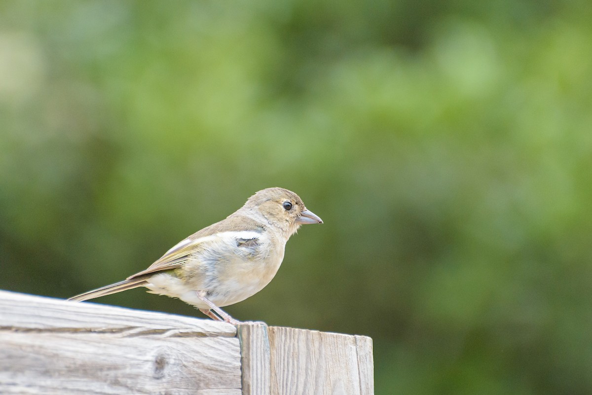 Canary Islands Chaffinch (Canary Is.) - ML641848378